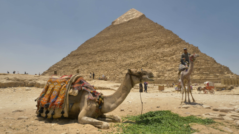 A camel eats outside of the pyramids of Giza while a tour guide approaches on another camel